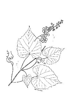 <i>Vitis cordifolia</i> Michx. var. sempervirens Munson