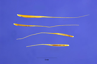 <i>Festuca myuros</i> L.