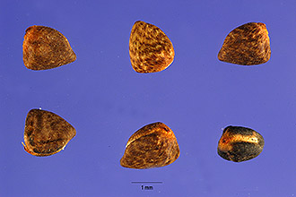 <i>Waltheria pyrolifolia</i> A. Gray