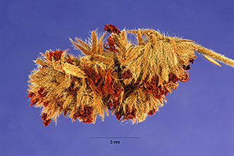 <i>Waltheria indica</i> L. var. americana (L.) R. Br. ex Hosaka
