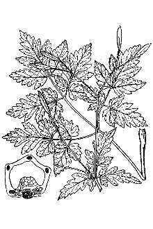 <i>Osmorhiza aristata</i> (Thunb.) Makino & Yabe var. brevistylis (DC.) B. Boivin