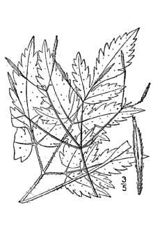 <i>Osmorhiza divaricata</i> (Britton) Suksd.