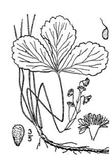<i>Waldsteinia fragarioides</i> (Michx.) Tratt. var. parviflora (Small) Fernald