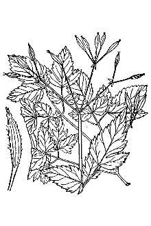 <i>Osmorhiza longistylis</i> (Torr.) DC. var. villicaulis Fernald