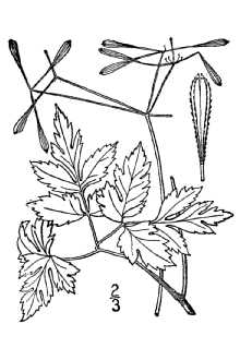 <i>Osmorhiza obtusa</i> (J.M. Coult. & Rose) Fernald