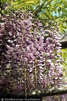 <i>Kraunhia floribunda</i> (Willd.) Taubert