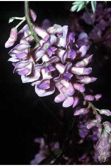 <i>Wisteria frutescens</i> (L.) Poir. var. macrostachya Torr. & A. Gray