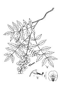 <i>Kraunhia macrostachya</i> (Torr. & A. Gray) Small