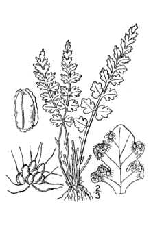 <i>Woodsia glabella</i> R. Br. ex Richardson var. bellii (G. Lawson) G. Lawson