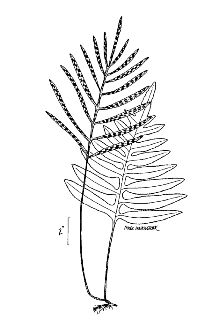 <i>Lorinseria areolata</i> (L.) C. Presl