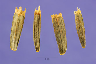 <i>Espeletia amplexicaulis</i> Nutt.