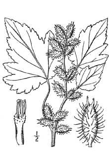 <i>Xanthium strumarium</i> L. var. wootonii (Cockerell) M. Peck