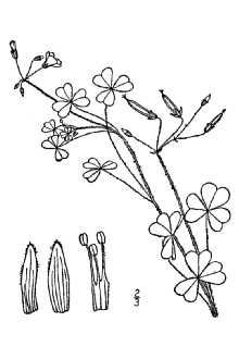 <i>Oxalis corniculata</i> L. var. dillenii (Jacq.) Trel.
