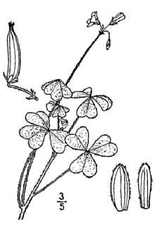 <i>Oxalis europaea</i> Jord. var. bushii (Small) Wiegand