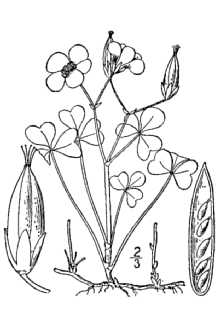 <i>Xanthoxalis corniculata</i> (L.) Small var. atropurpurea (Planch.) Moldenke