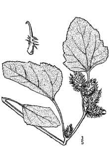 <i>Xanthium strumarium</i> L. var. pensylvanicum (Wallr.) M. Peck