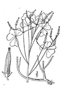 <i>Oxalis stricta</i> L. var. villicaulis (Wiegand) Farw.