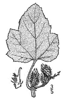 <i>Xanthium strumarium</i> L. ssp. italicum (Moretti) D. Löve