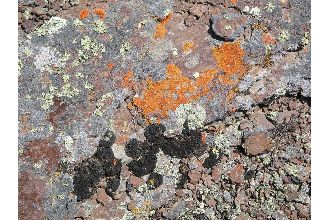 Elegant Orange Wall Lichen