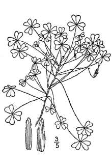 <i>Xanthoxalis florida</i> (Salisb.) Moldenke