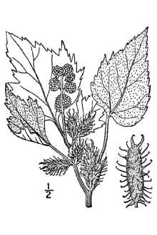 <i>Xanthium speciosum</i> Kearney