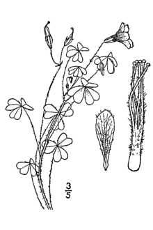 <i>Oxalis hirsuticaulis</i> Small