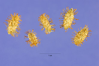 <i>Acanthoxanthium spinosum</i> (L.) Fourr.