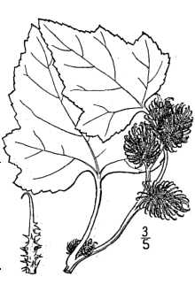 <i>Xanthium strumarium</i> L. ssp. italicum (Moretti) D. Löve