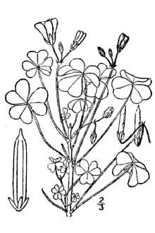 <i>Oxalis europaea</i> Jord. var. rufa (Small) Young