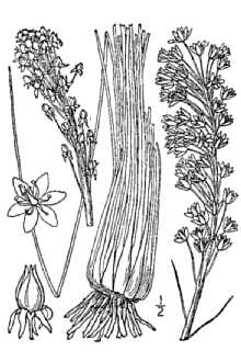 <i>Helonias asphodeloides</i> L.