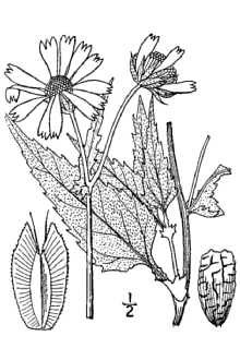 <i>Ximenesia encelioides</i> Cav. var. cana DC. p.p.