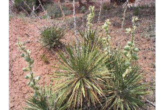 <i>Yucca angustifolia</i> Pursh