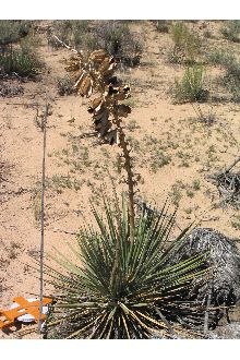 Soapweed Yucca