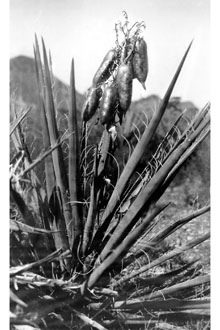 <i>Yucca baccata</i> Torr. var. vespertina McKelvey