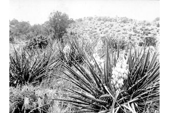<i>Yucca vespertina</i> (McKelvey) S.L. Welsh