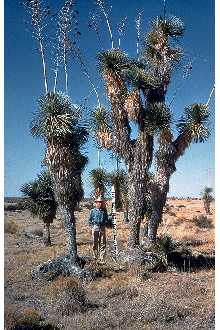 <i>Yucca elata</i> (Engelm.) Engelm. var. utahensis (McKelvey) Reveal