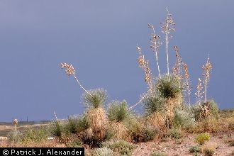 <i>Yucca angustissima</i> Engelm. ex Trel. var. elata Engelm.