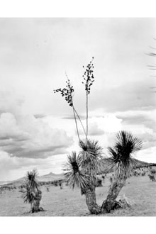 <i>Yucca elata</i> (Engelm.) Engelm. var. verdiensis (McKelvey) Reveal