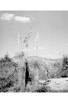 <i>Yucca elata</i> (Engelm.) Engelm. var. utahensis (McKelvey) Reveal
