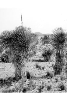 <i>Yucca elata</i> (Engelm.) Engelm. var. verdiensis (McKelvey) Reveal
