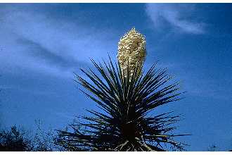 <i>Yucca mohavensis</i> Sarg.