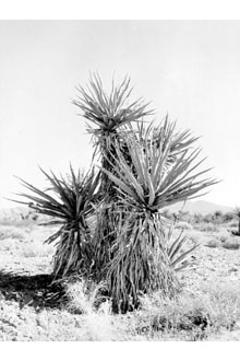 <i>Yucca mohavensis</i> Sarg.