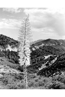 <i>Yucca whipplei</i> Torr. ssp. eremica Epling & Haines