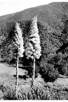 <i>Yucca whipplei</i> Torr. var. graminifolia (Alph. Wood) Trel.