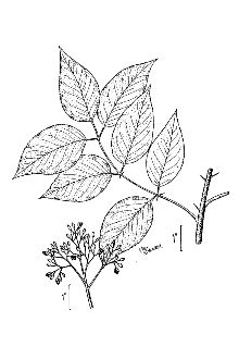 <i>Zanthoxylum macrophyllum</i> Nutt.