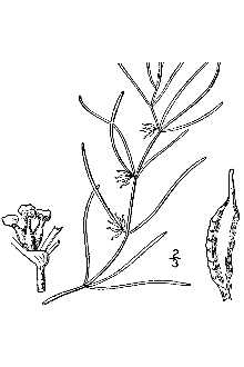 <i>Zannichellia palustris</i> L. var. stenophylla Asch. & Graebn.