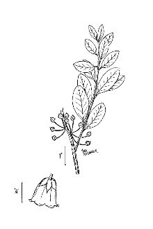 <i>Zenobia cassinefolia</i> (Vent.) Pollard