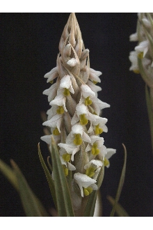 Soldier's Orchid