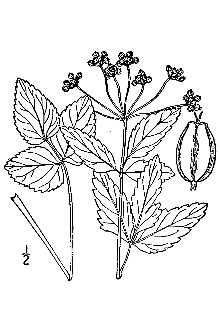 <i>Zizia latifolia</i> Small