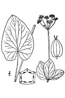 <i>Zizia aptera</i> (A. Gray) Fernald var. occidentalis Fernald